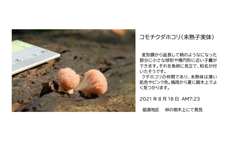 いちはら粘菌の会　図鑑画像.PNG