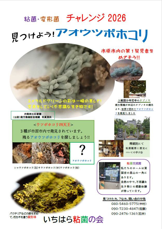 2026年アオウツボホコリ.png