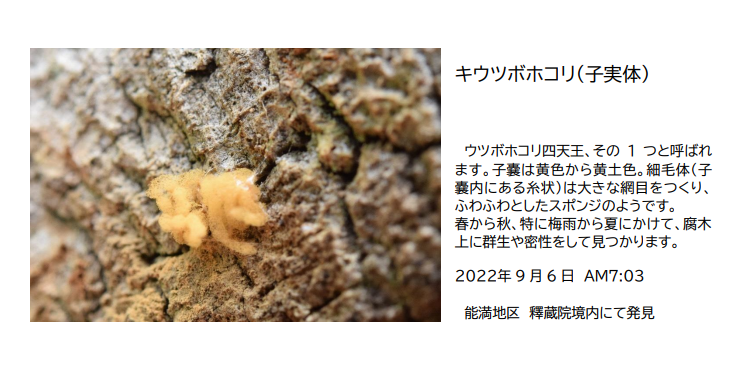アミホコリ.PNG