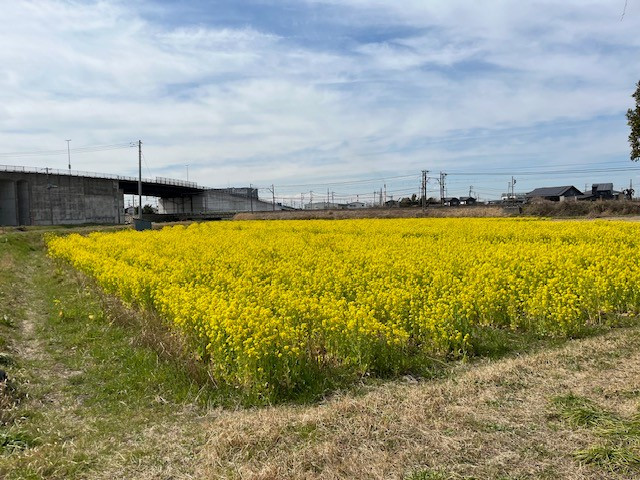 菜の花　5.jpg
