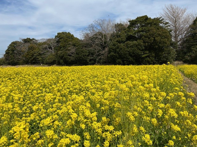 菜の花　1.jpg