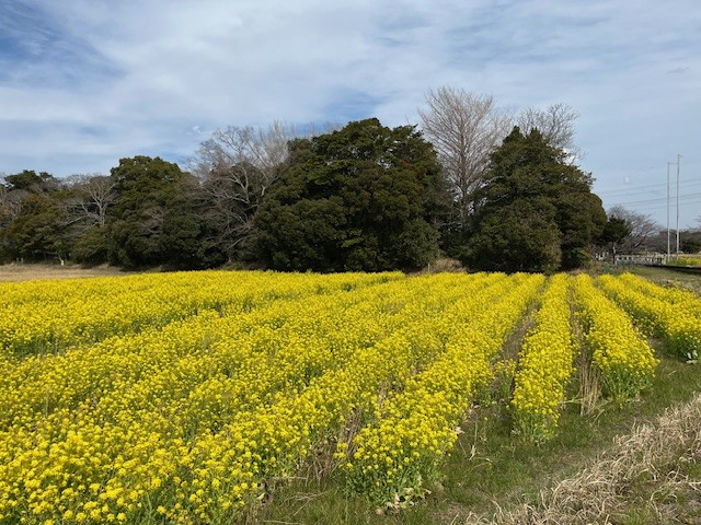 菜の花　3.jpg