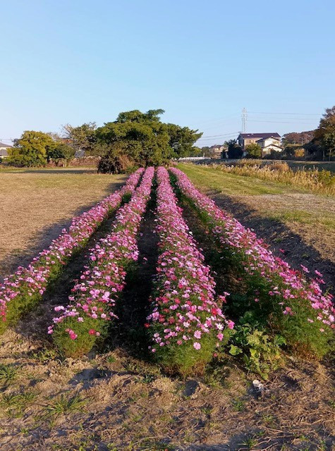 2025年度　島穴神社のコスモスが見事に咲きました❁