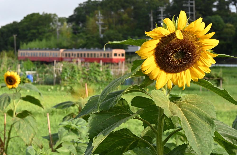 向日葵と列車b.jpg