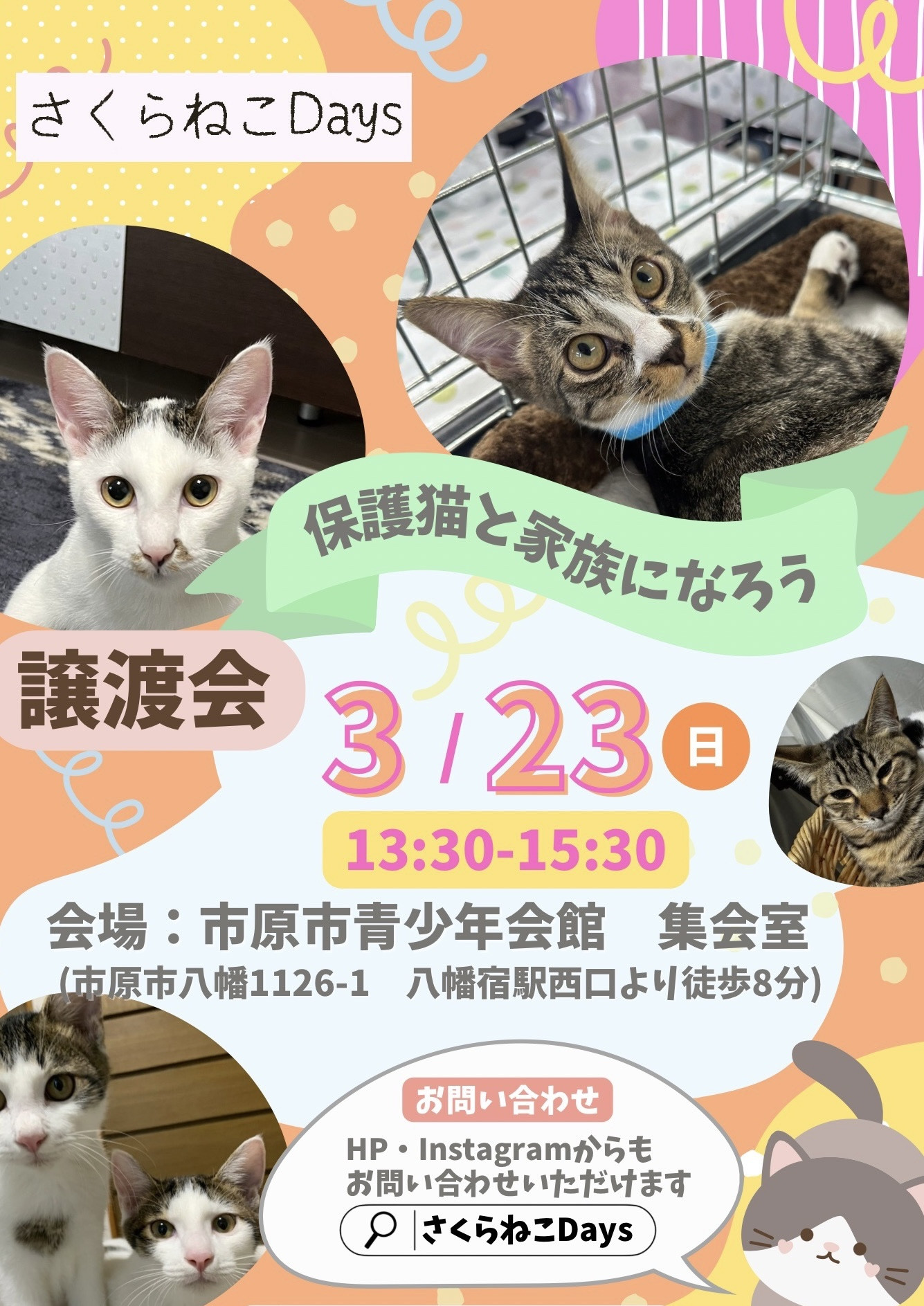 3月の保護猫譲渡会