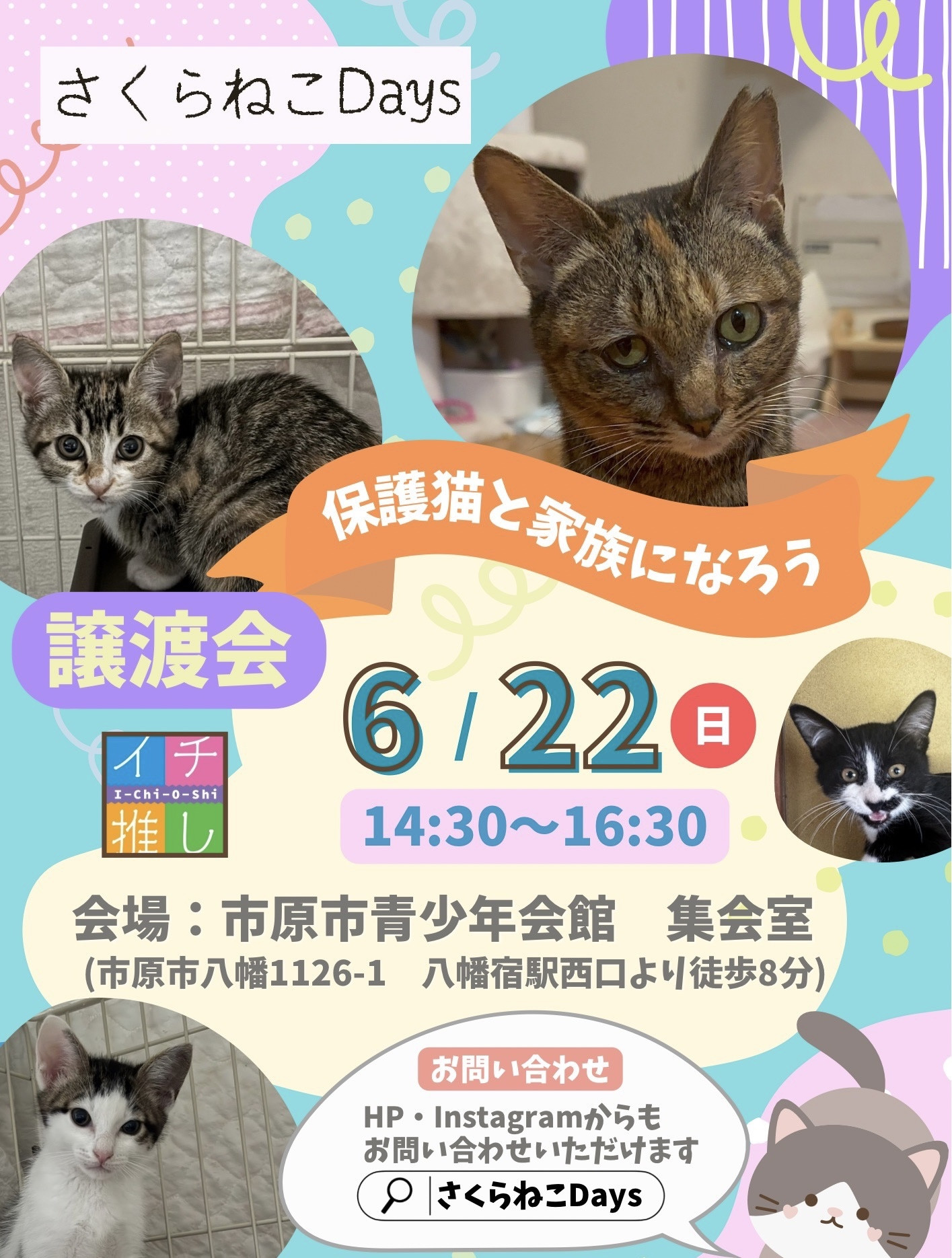 6月の保護猫譲渡会