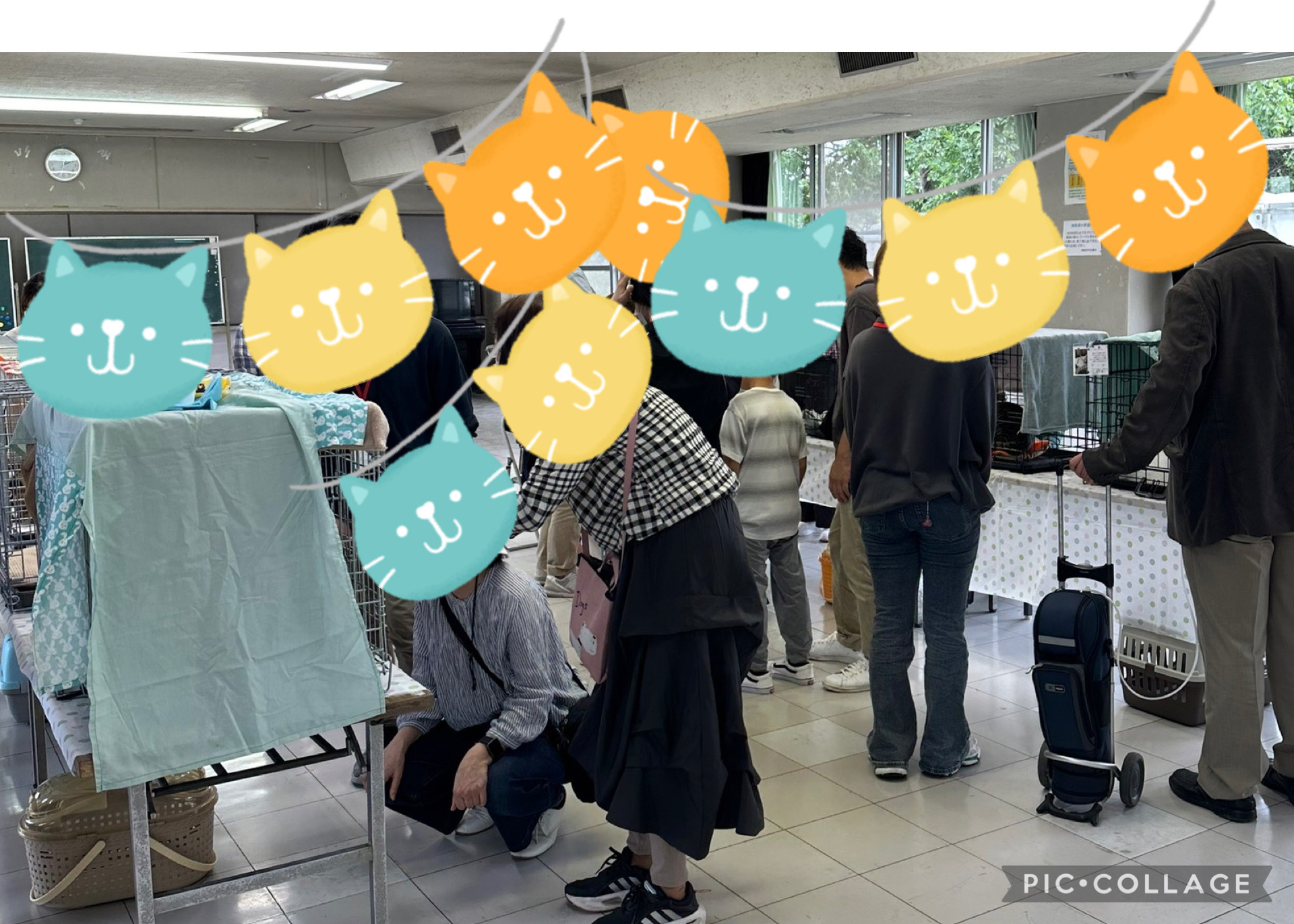 5月の保護猫譲渡会　活動報告