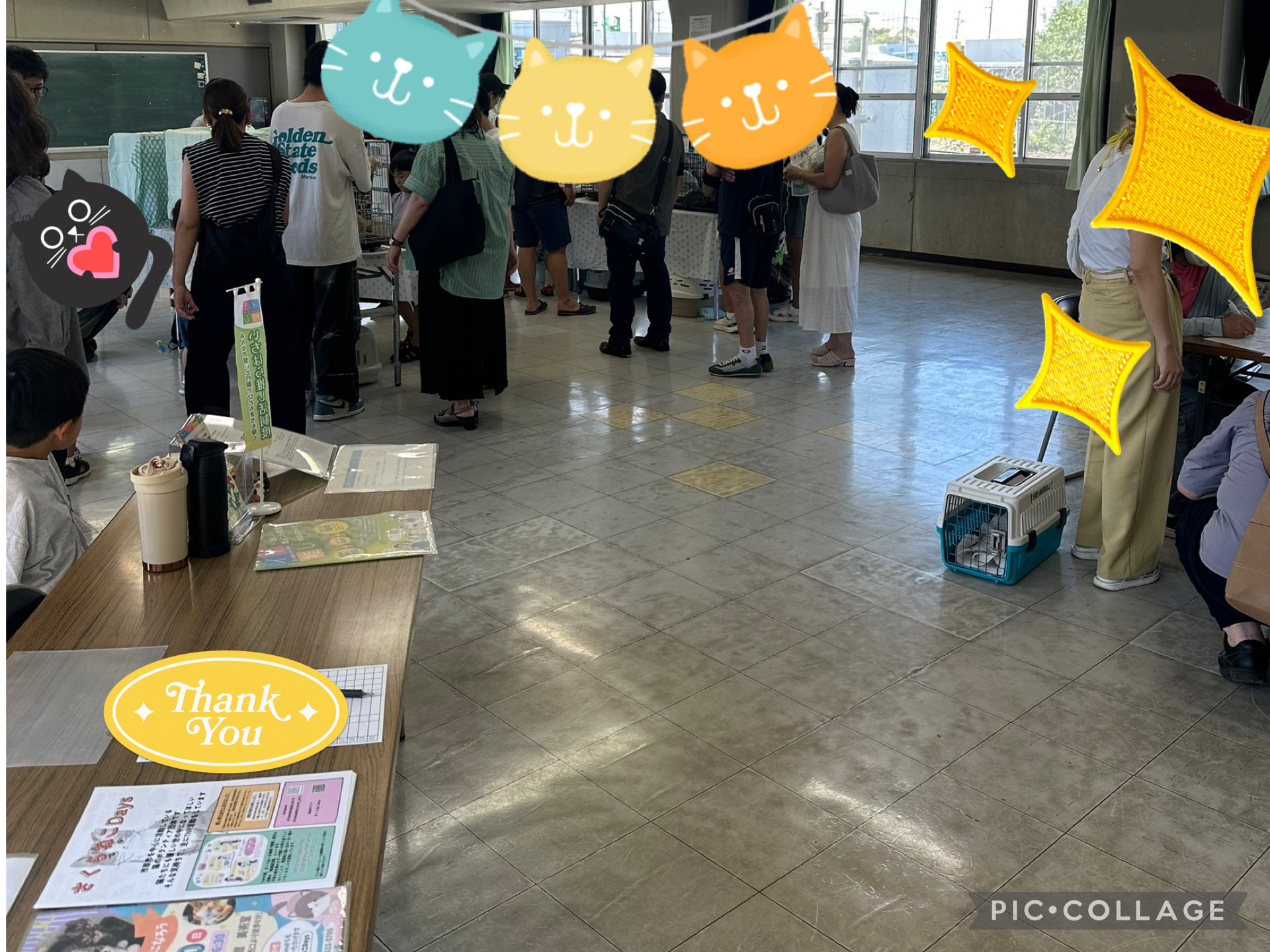 6月の保護猫譲渡会　活動報告