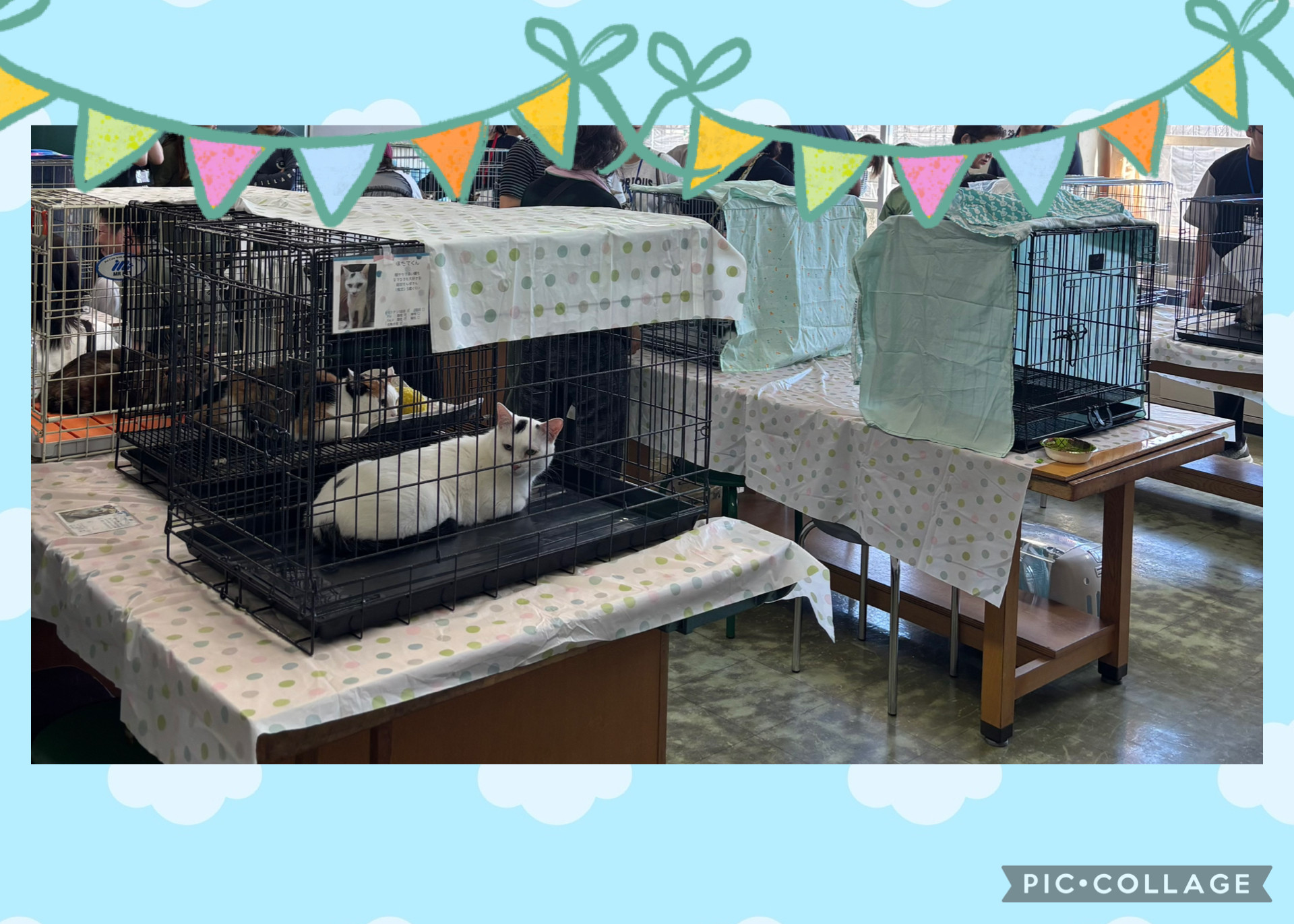 7月の保護猫譲渡会　活動報告