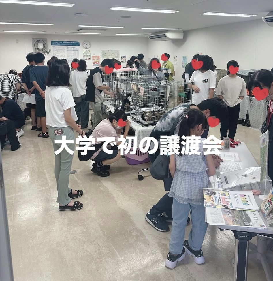 8月の保護猫譲渡会　活動報告