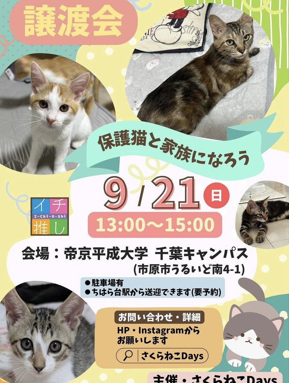 9月の保護猫譲渡会のお知らせ