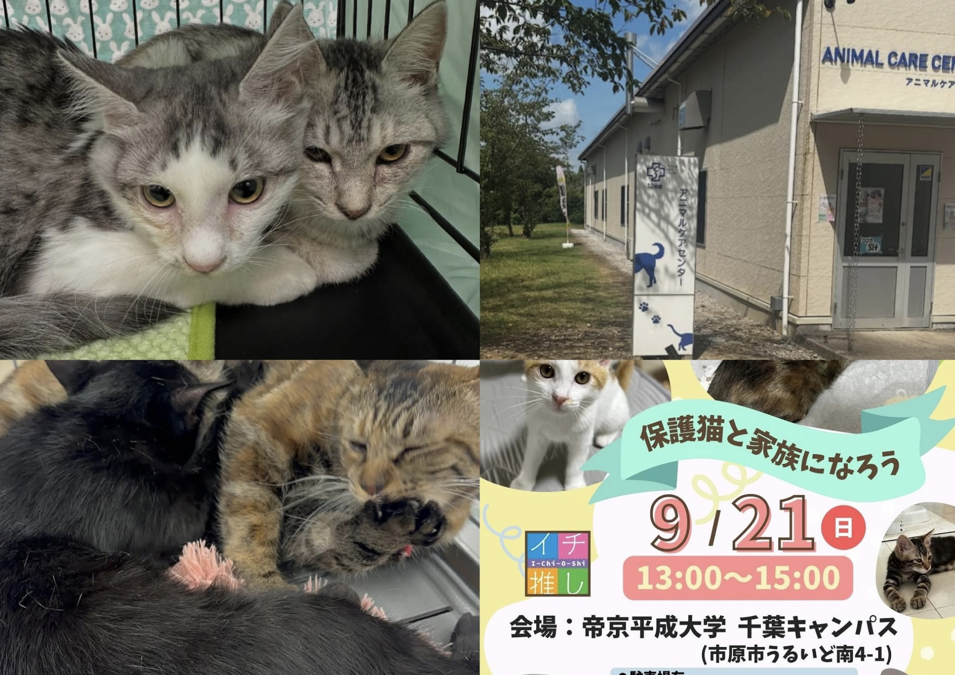 9月の保護猫譲渡会　活動報告