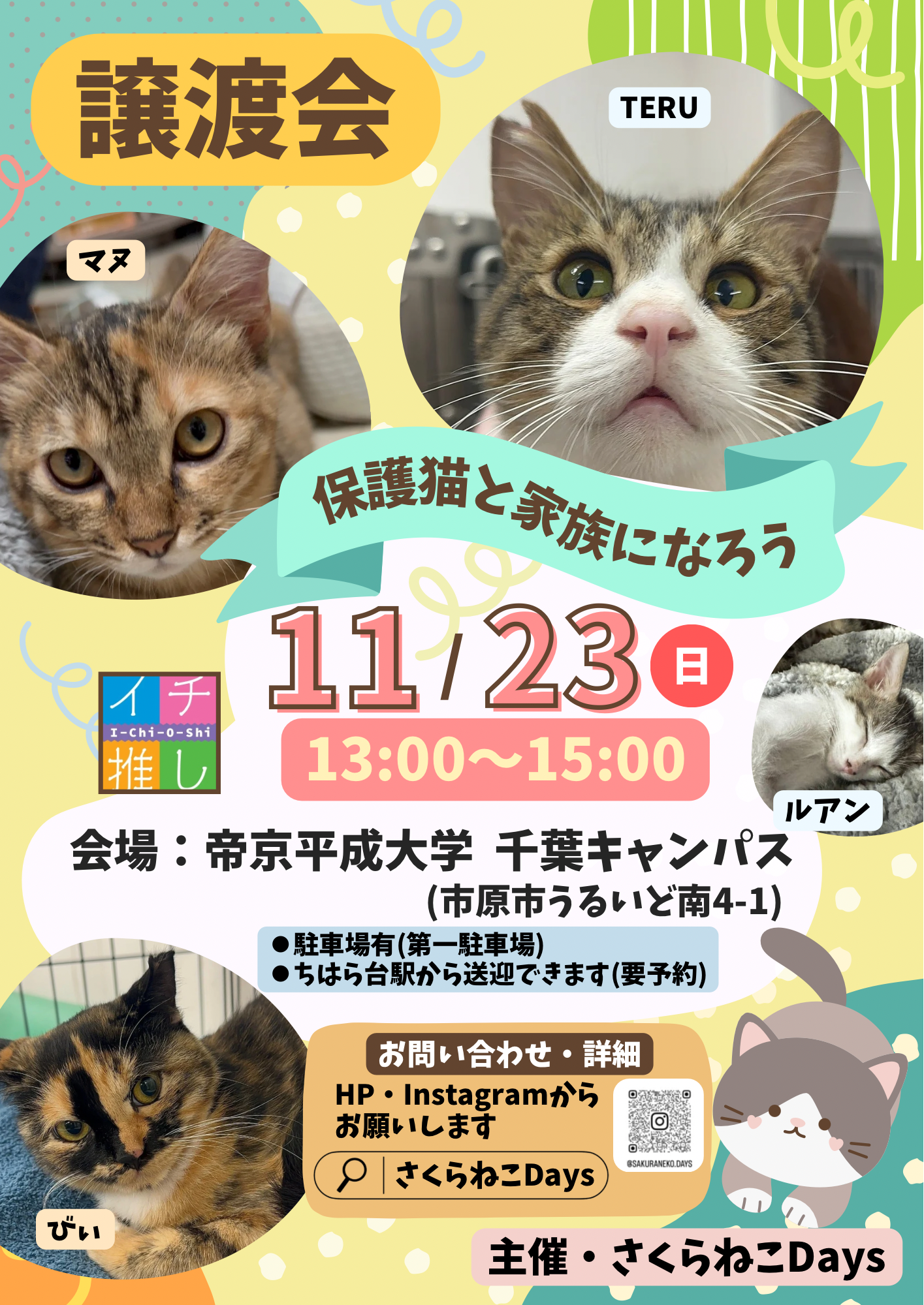 11月の保護猫譲渡会のお知らせ
