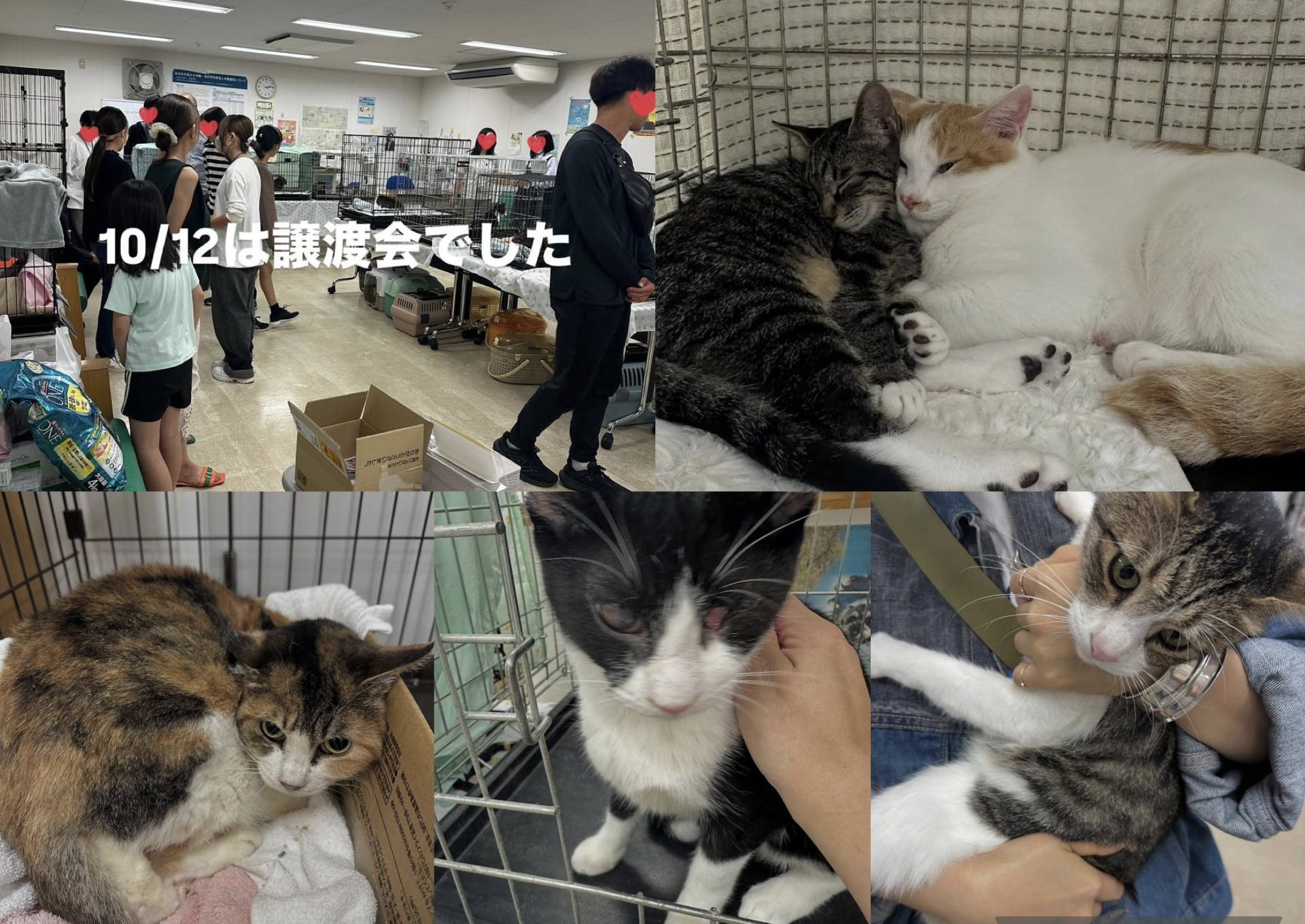 10月の保護猫譲渡会 活動報告