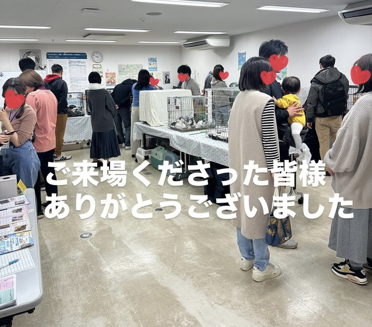 11月の保護猫譲渡会　活動報告