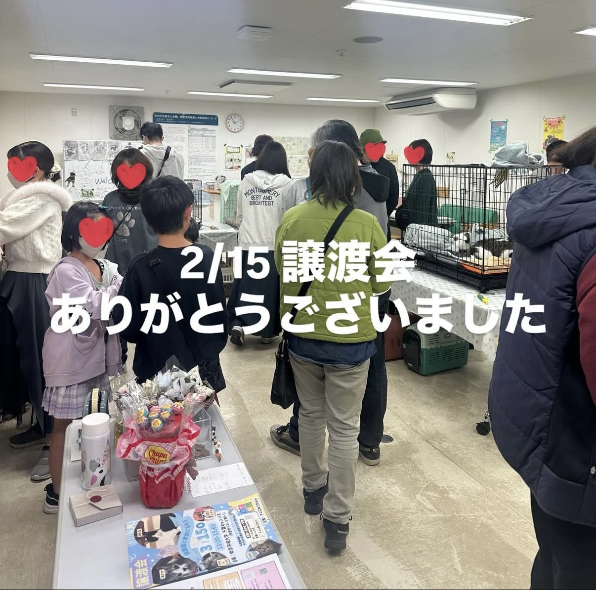2月の保護猫譲渡会 活動報告