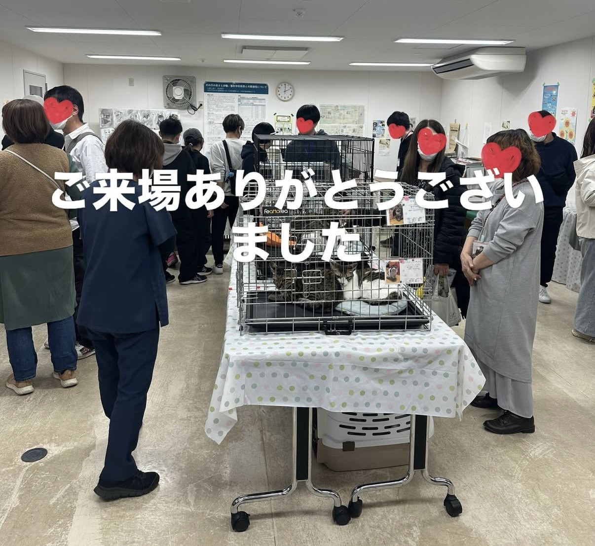 3月の保護猫譲渡会 活動報告