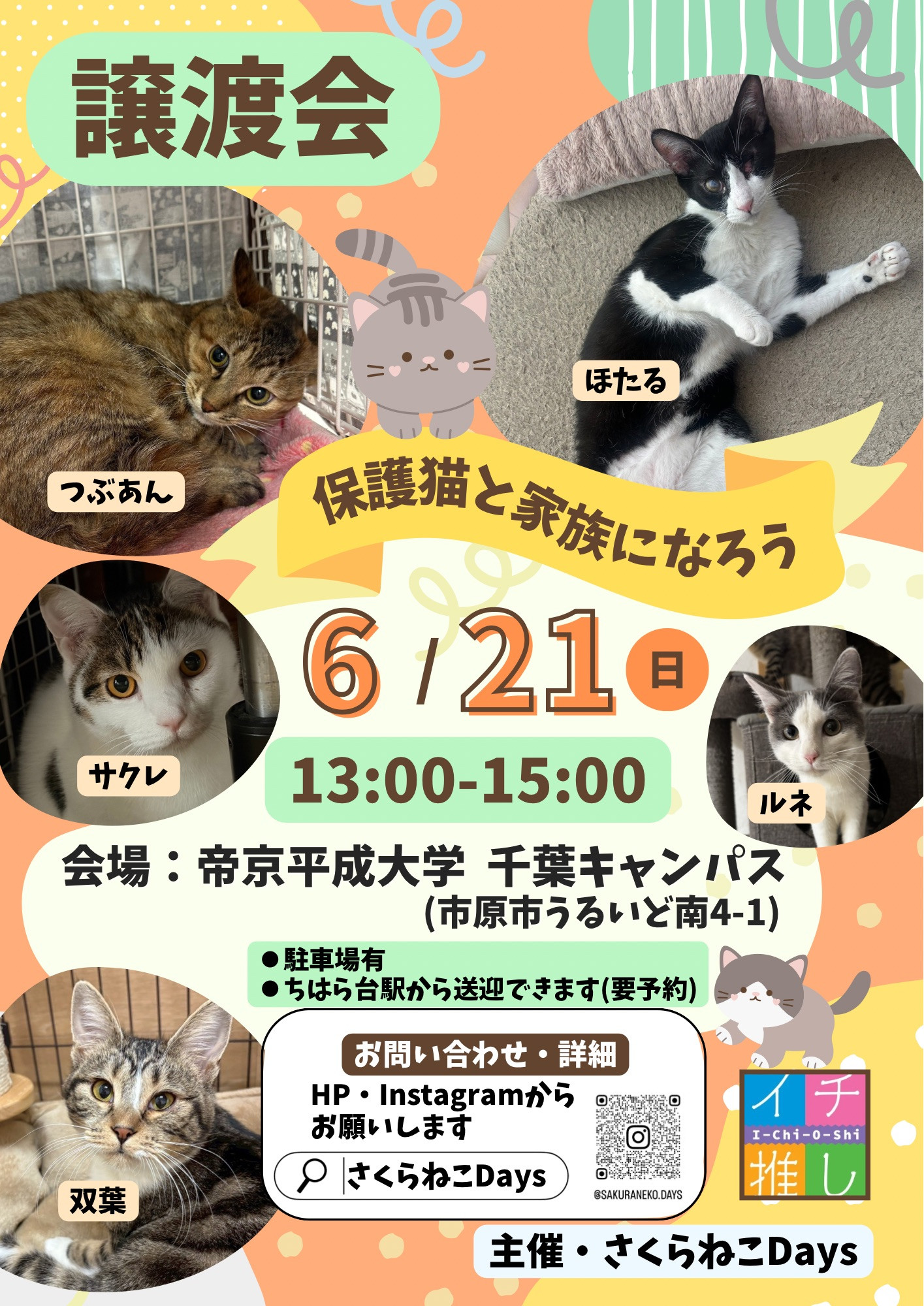 6月の保護猫譲渡会　開催のお知らせ