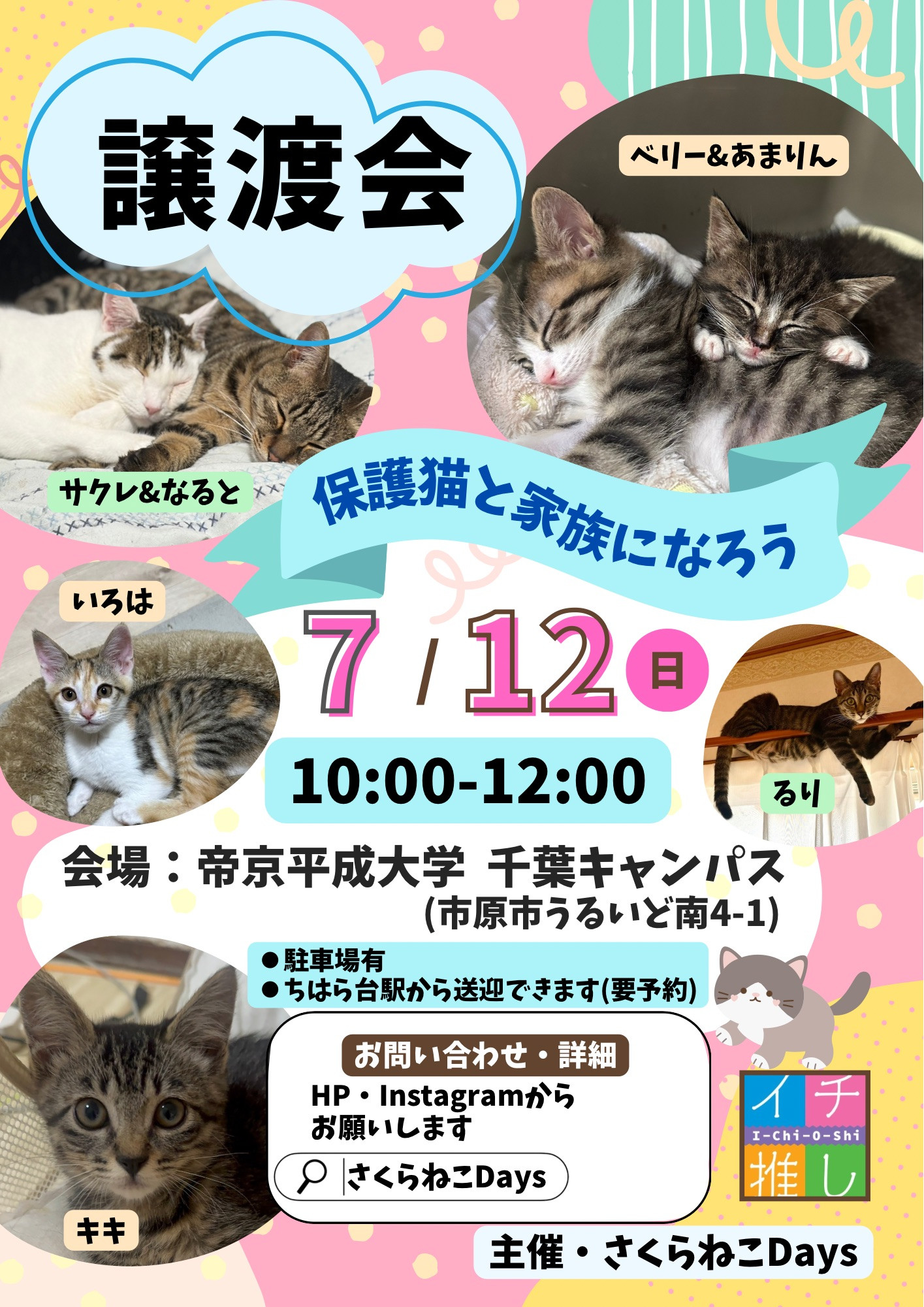 7月の保護猫譲渡会 開催のお知らせ