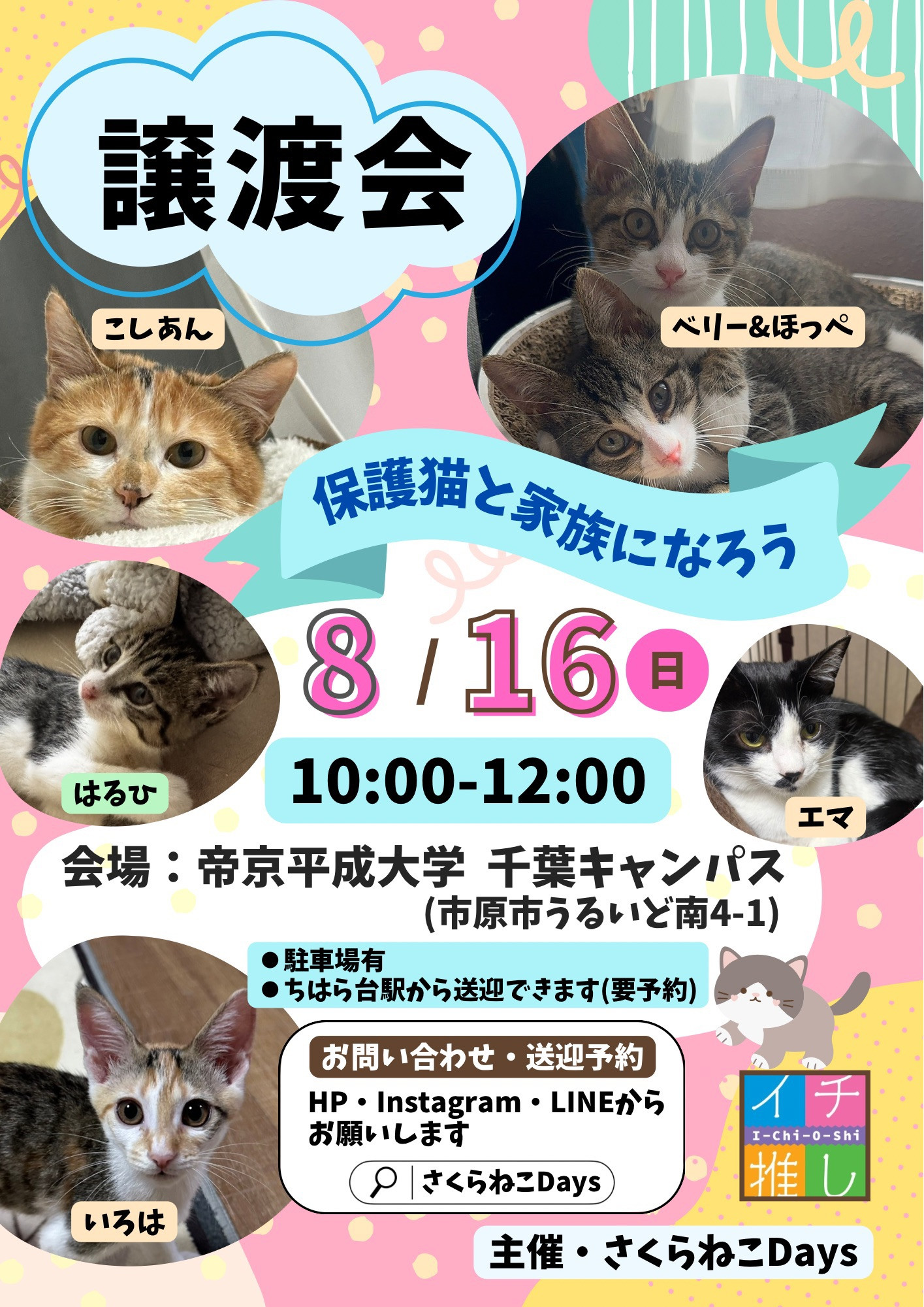 8月の保護猫譲渡会 開催のお知らせ