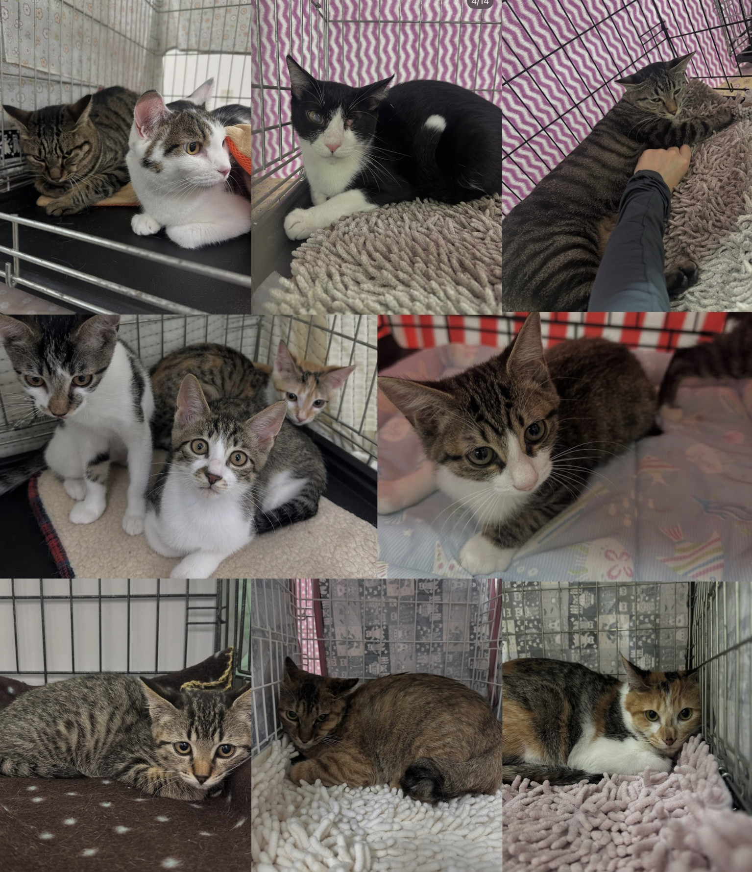 7月の保護猫譲渡会 活動報告