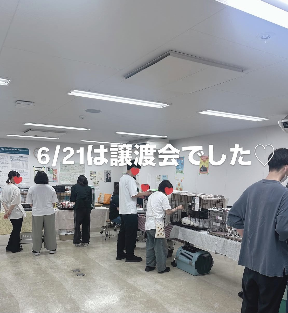6月の保護猫譲渡会 活動報告