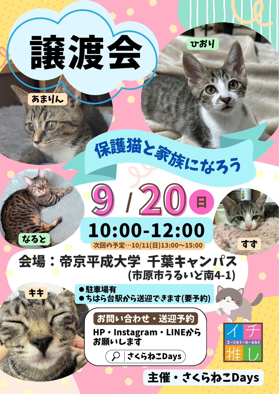 9月の保護猫譲渡会 開催のお知らせ