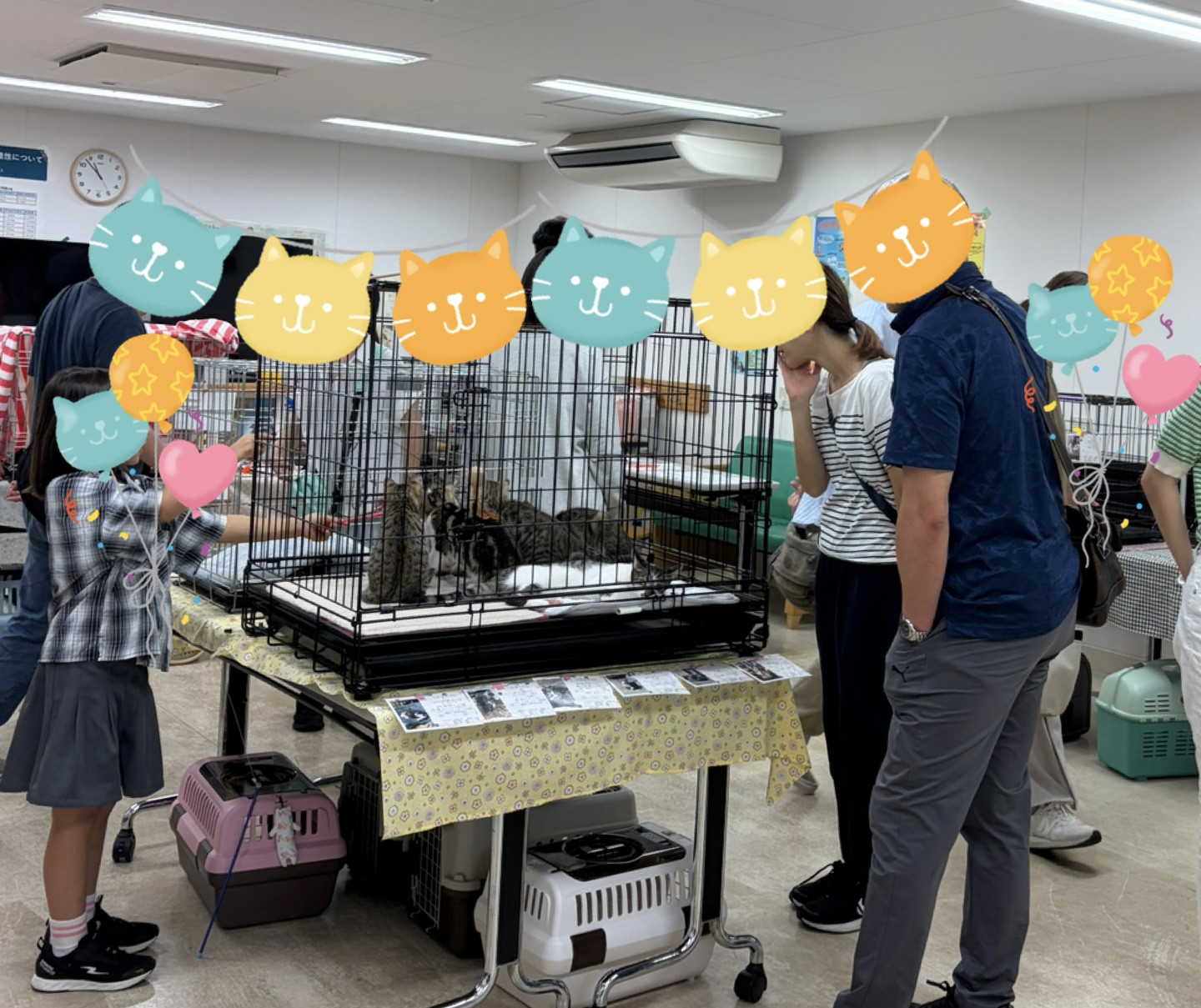 8月の保護猫譲渡会　活動報告