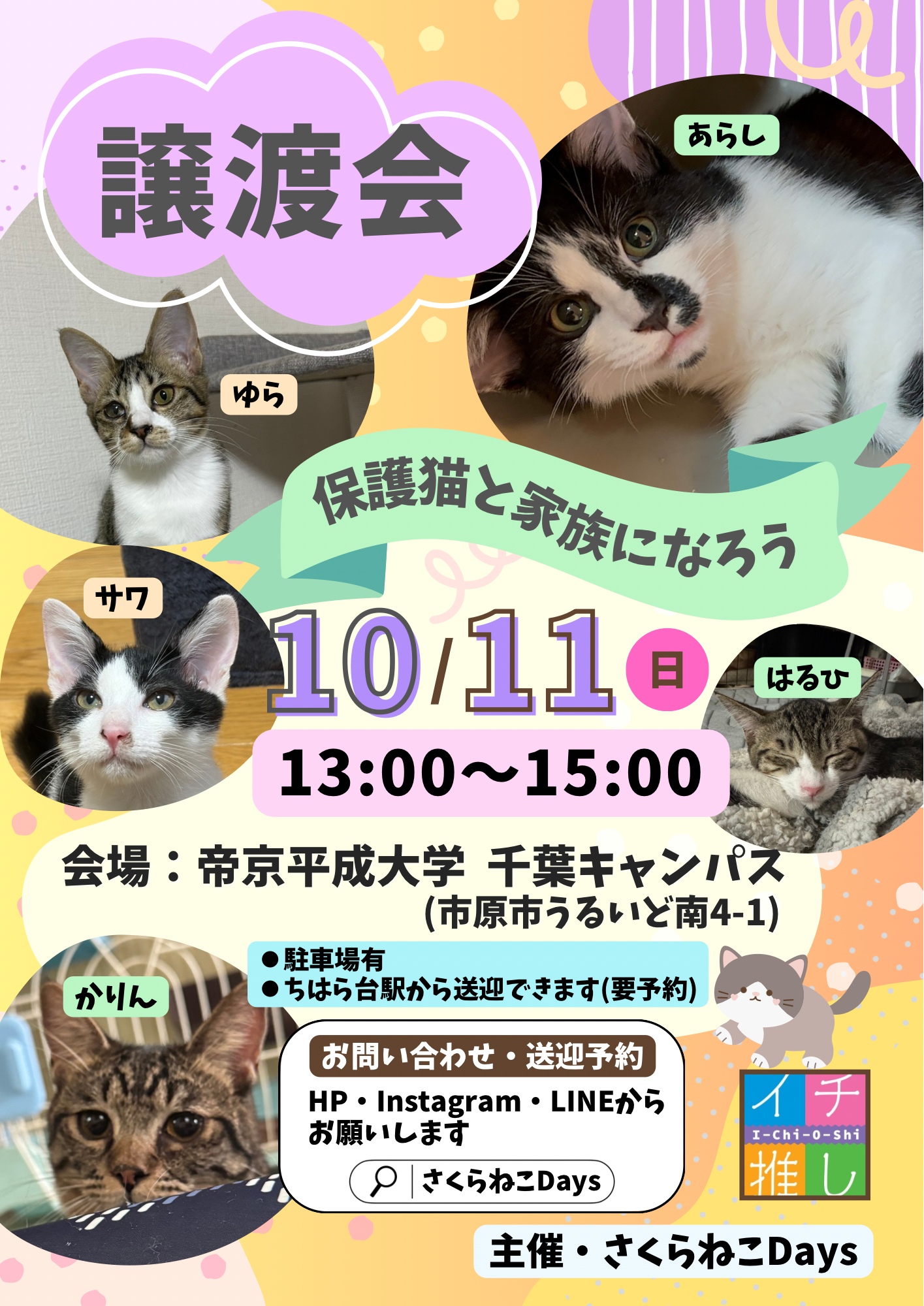 10月の保護猫譲渡会 開催のお知らせ
