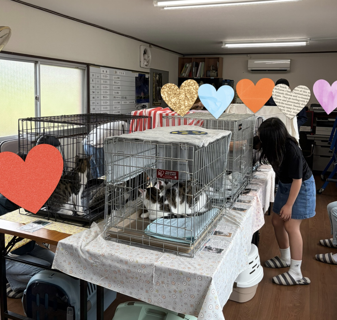 9月の保護猫譲渡会 活動報告