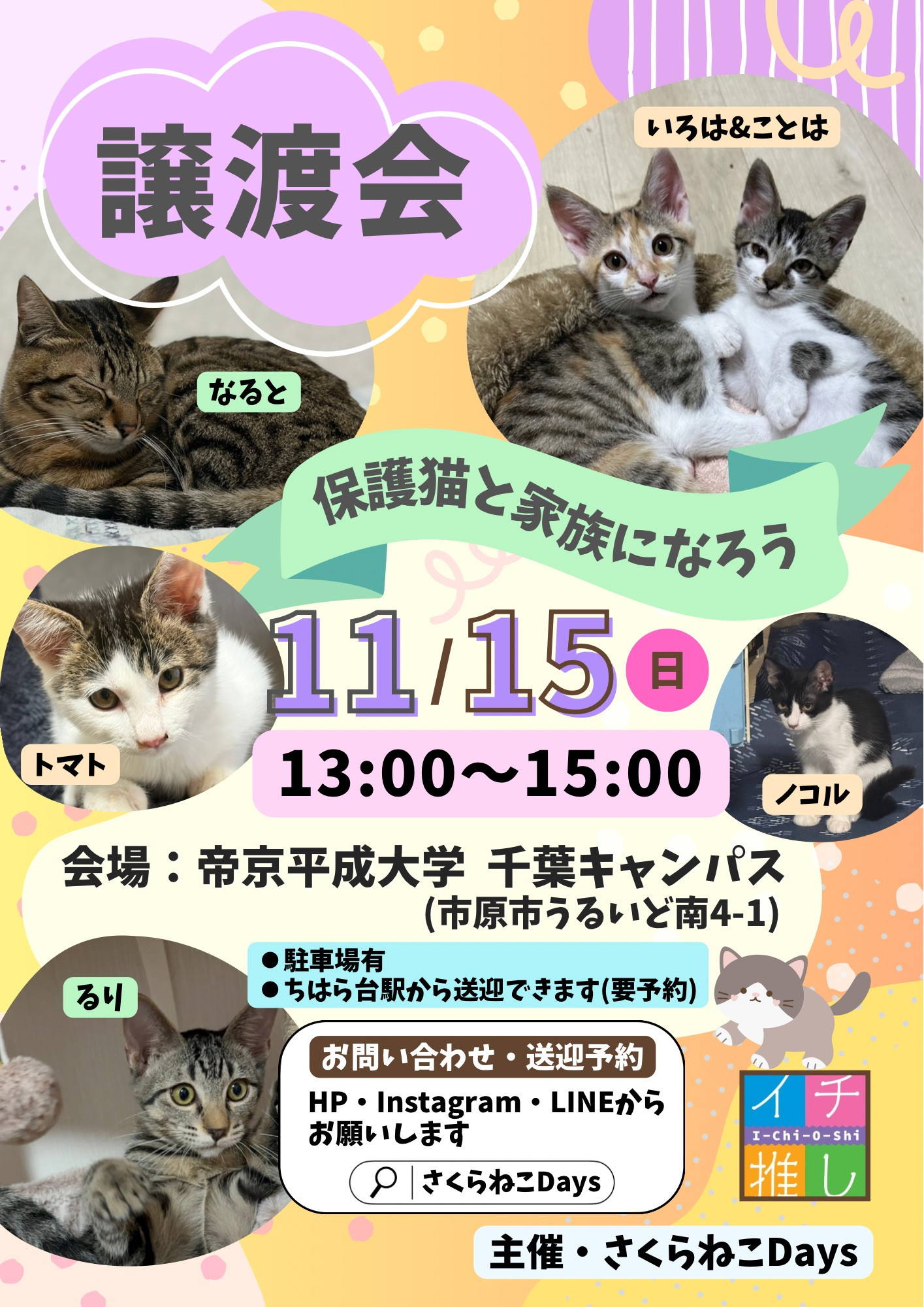 11月の保護猫譲渡会 開催のお知らせ