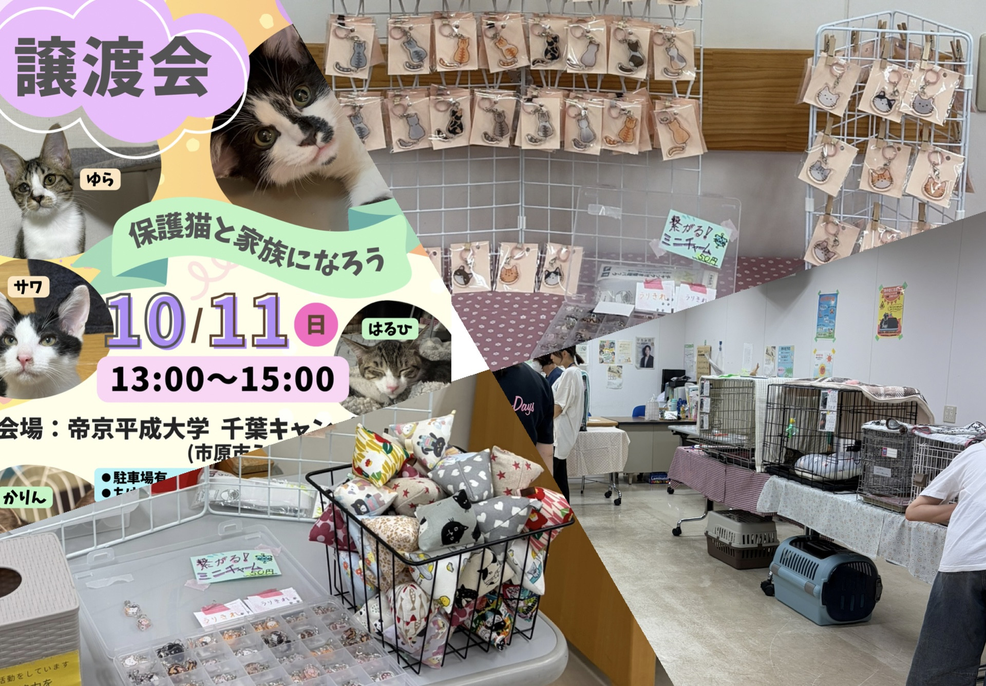 10月の保護猫譲渡会 活動報告